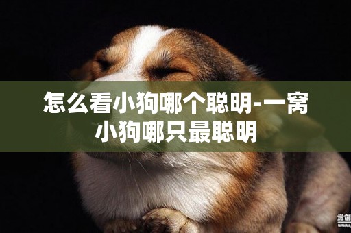 怎么看小狗哪個聰明-一窩小狗哪只最聰明