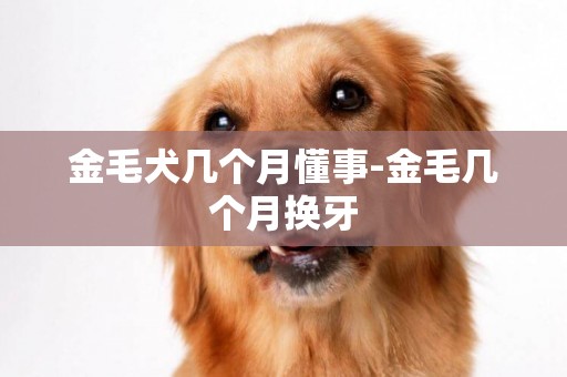 金毛犬幾個月懂事-金毛幾個月換牙