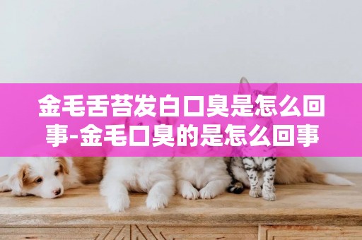 金毛舌苔發白口臭是怎么回事-金毛口臭的是怎么回事