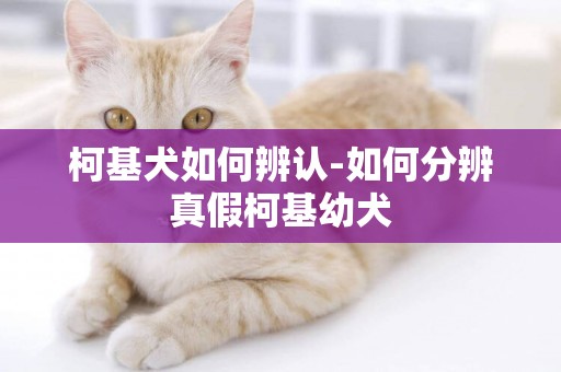 柯基犬如何辨認-如何分辨真假柯基幼犬