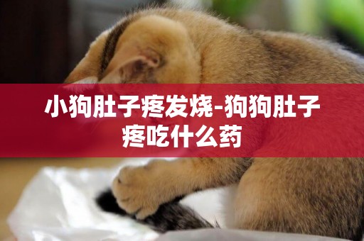 小狗肚子疼發燒-狗狗肚子疼吃什么藥