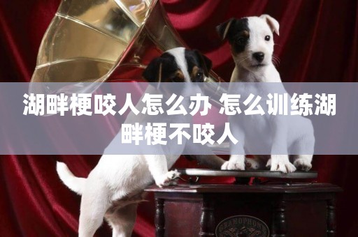 湖畔梗咬人怎么辦 怎么訓練湖畔梗不咬人