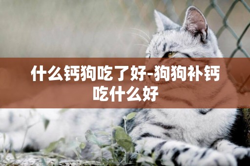 什么鈣狗吃了好-狗狗補鈣吃什么好