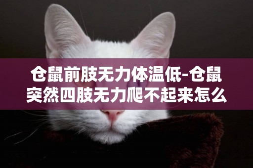 倉鼠前肢無力體溫低-倉鼠突然四肢無力爬不起來怎么辦