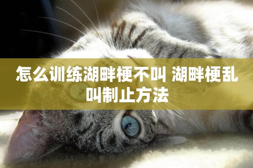 怎么訓練湖畔梗不叫 湖畔梗亂叫制止方法