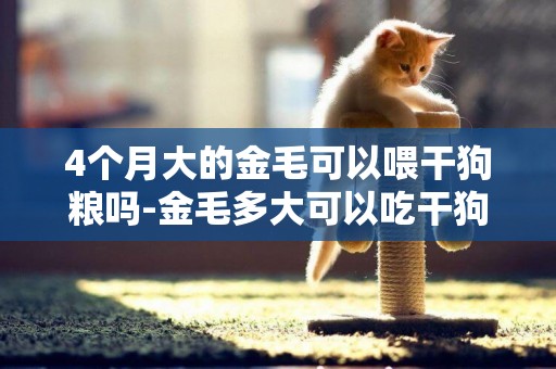 4個月大的金毛可以喂干狗糧嗎-金毛多大可以吃干狗糧