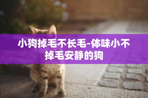 小狗掉毛不長毛-體味小不掉毛安靜的狗