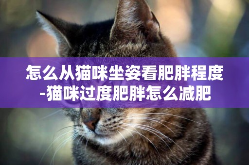 怎么從貓咪坐姿看肥胖程度-貓咪過度肥胖怎么減肥