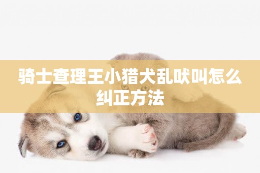 騎士查理王小獵犬亂吠叫怎么糾正方法