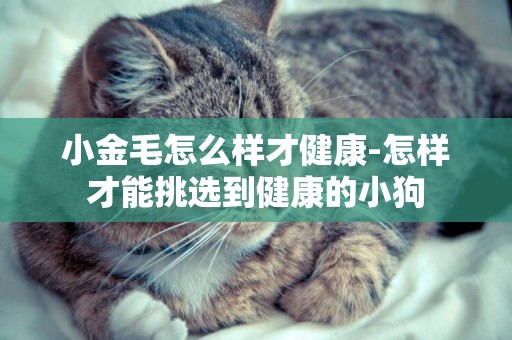 小金毛怎么樣才健康-怎樣才能挑選到健康的小狗