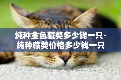 純種金色藏獒多少錢一只-純種藏獒價格多少錢一只