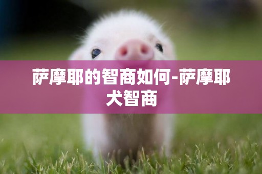 薩摩耶的智商如何-薩摩耶犬智商