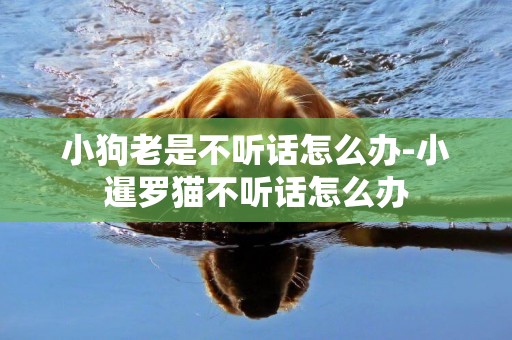小狗老是不聽話怎么辦-小暹羅貓不聽話怎么辦