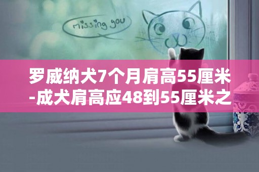 羅威納犬7個月肩高55厘米-成犬肩高應48到55厘米之間