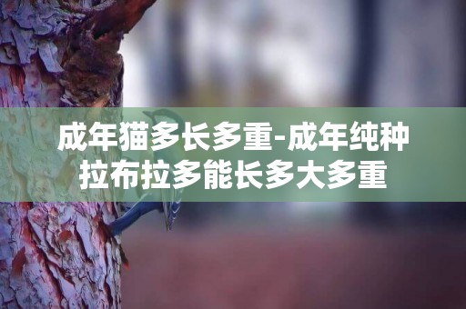 成年貓多長多重-成年純種拉布拉多能長多大多重