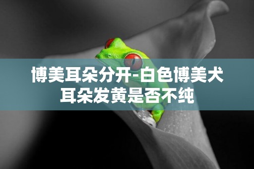 博美耳朵分開-白色博美犬耳朵發黃是否不純