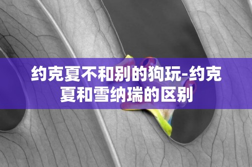 約克夏不和別的狗玩-約克夏和雪納瑞的區別