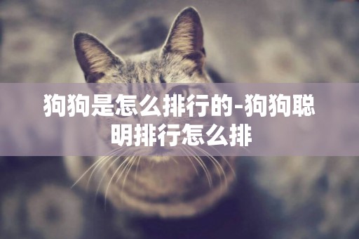 狗狗是怎么排行的-狗狗聰明排行怎么排