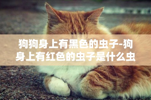 狗狗身上有黑色的蟲子-狗身上有紅色的蟲子是什么蟲子
