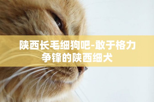 陜西長毛細狗吧-敢于格力爭鋒的陜西細犬