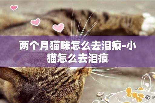 兩個月貓咪怎么去淚痕-小貓怎么去淚痕