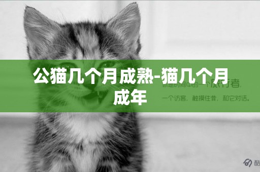 公貓幾個月成熟-貓幾個月成年