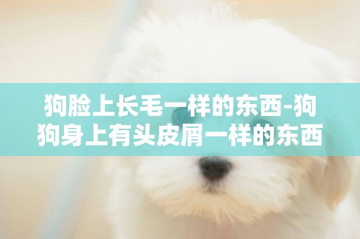 狗臉上長毛一樣的東西-狗狗身上有頭皮屑一樣的東西