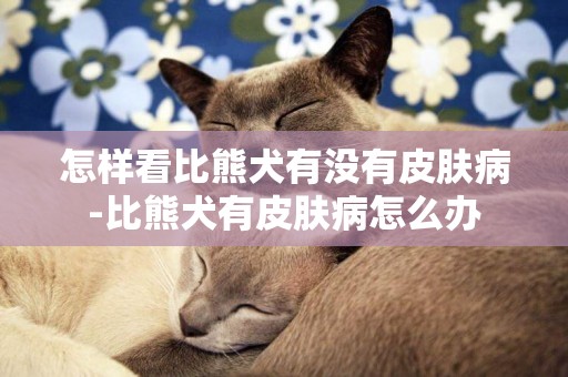 怎樣看比熊犬有沒有皮膚病-比熊犬有皮膚病怎么辦