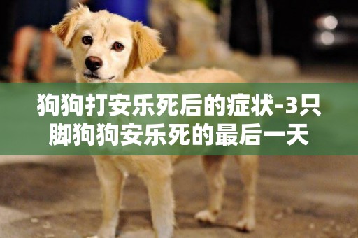 狗狗打安樂死后的癥狀-3只腳狗狗安樂死的最后一天