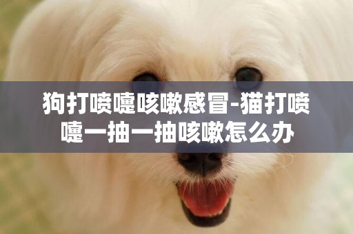 狗打噴嚏咳嗽感冒-貓打噴嚏一抽一抽咳嗽怎么辦
