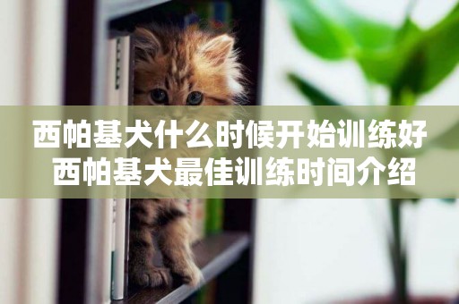 西帕基犬什么時候開始訓練好 西帕基犬最佳訓練時間介紹