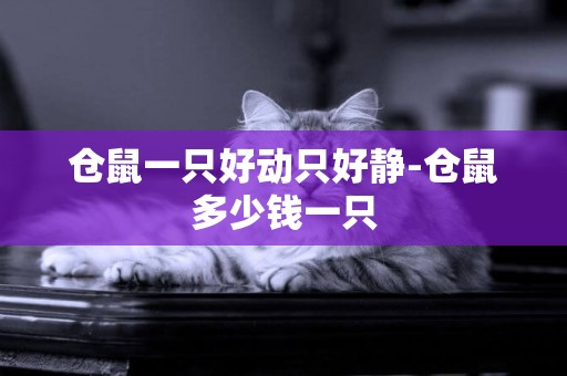 倉鼠一只好動只好靜-倉鼠多少錢一只
