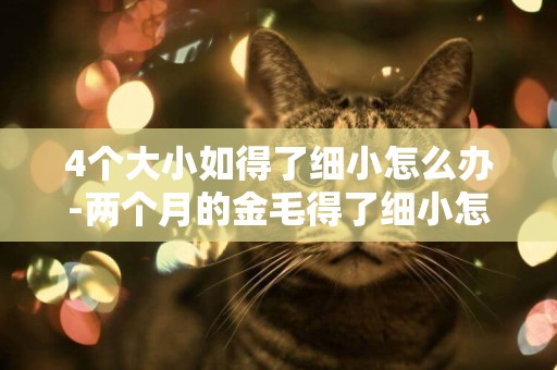 4個大小如得了細小怎么辦-兩個月的金毛得了細小怎么辦