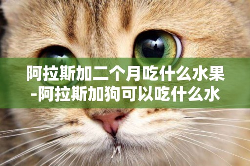 阿拉斯加二個月吃什么水果-阿拉斯加狗可以吃什么水果