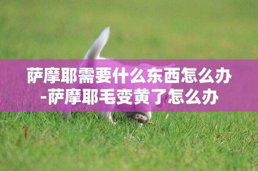 薩摩耶需要什么東西怎么辦-薩摩耶毛變黃了怎么辦