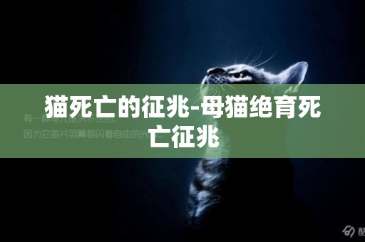 貓死亡的征兆-母貓絕育死亡征兆