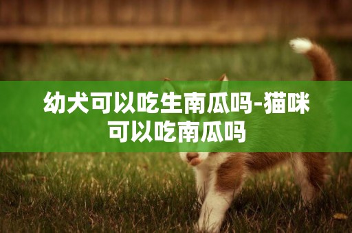 幼犬可以吃生南瓜嗎-貓咪可以吃南瓜嗎