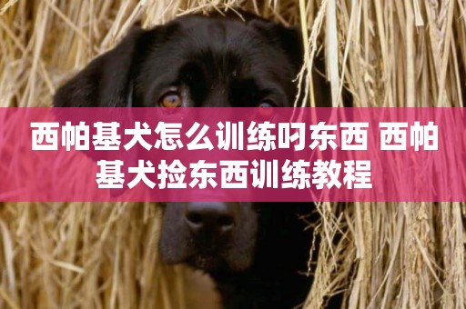 西帕基犬怎么訓練叼東西 西帕基犬撿東西訓練教程