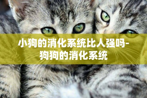 小狗的消化系統比人強嗎-狗狗的消化系統