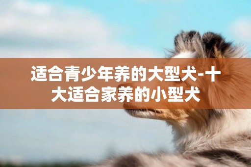 適合青少年養的大型犬-十大適合家養的小型犬