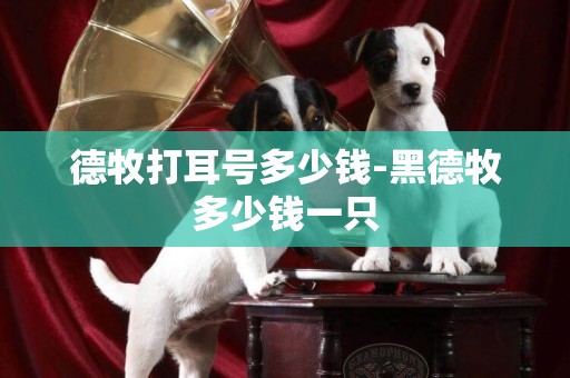 德牧打耳號多少錢-黑德牧多少錢一只