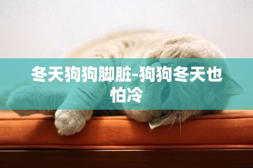 冬天狗狗腳臟-狗狗冬天也怕冷