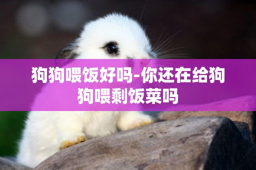 狗狗喂飯好嗎-你還在給狗狗喂剩飯菜嗎