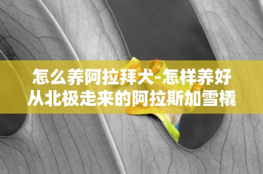 怎么養阿拉拜犬-怎樣養好從北極走來的阿拉斯加雪橇犬呢