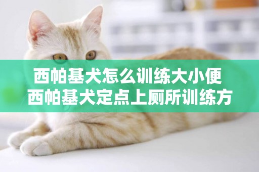 西帕基犬怎么訓練大小便 西帕基犬定點上廁所訓練方法