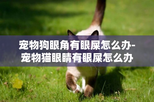 寵物狗眼角有眼屎怎么辦-寵物貓眼睛有眼屎怎么辦