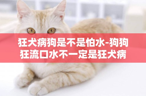 狂犬病狗是不是怕水-狗狗狂流口水不一定是狂犬病