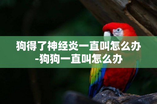 狗得了神經炎一直叫怎么辦-狗狗一直叫怎么辦