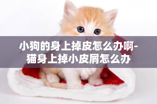 小狗的身上掉皮怎么辦啊-貓身上掉小皮屑怎么辦