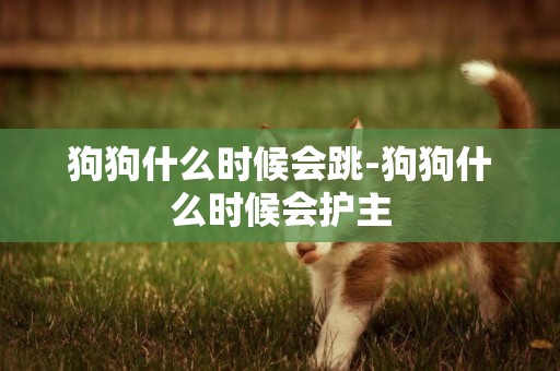 狗狗什么時候會跳-狗狗什么時候會護主
